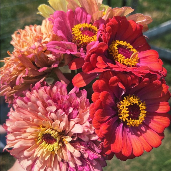 Meet your Posher, Kim - Picture 2 of 2